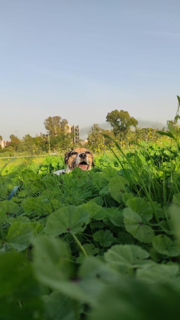 🐾💛 Pippo,  simpaticissimo jack russell 🏠💕 Foto 4